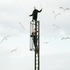 Les Chanteurs d'Oiseaux